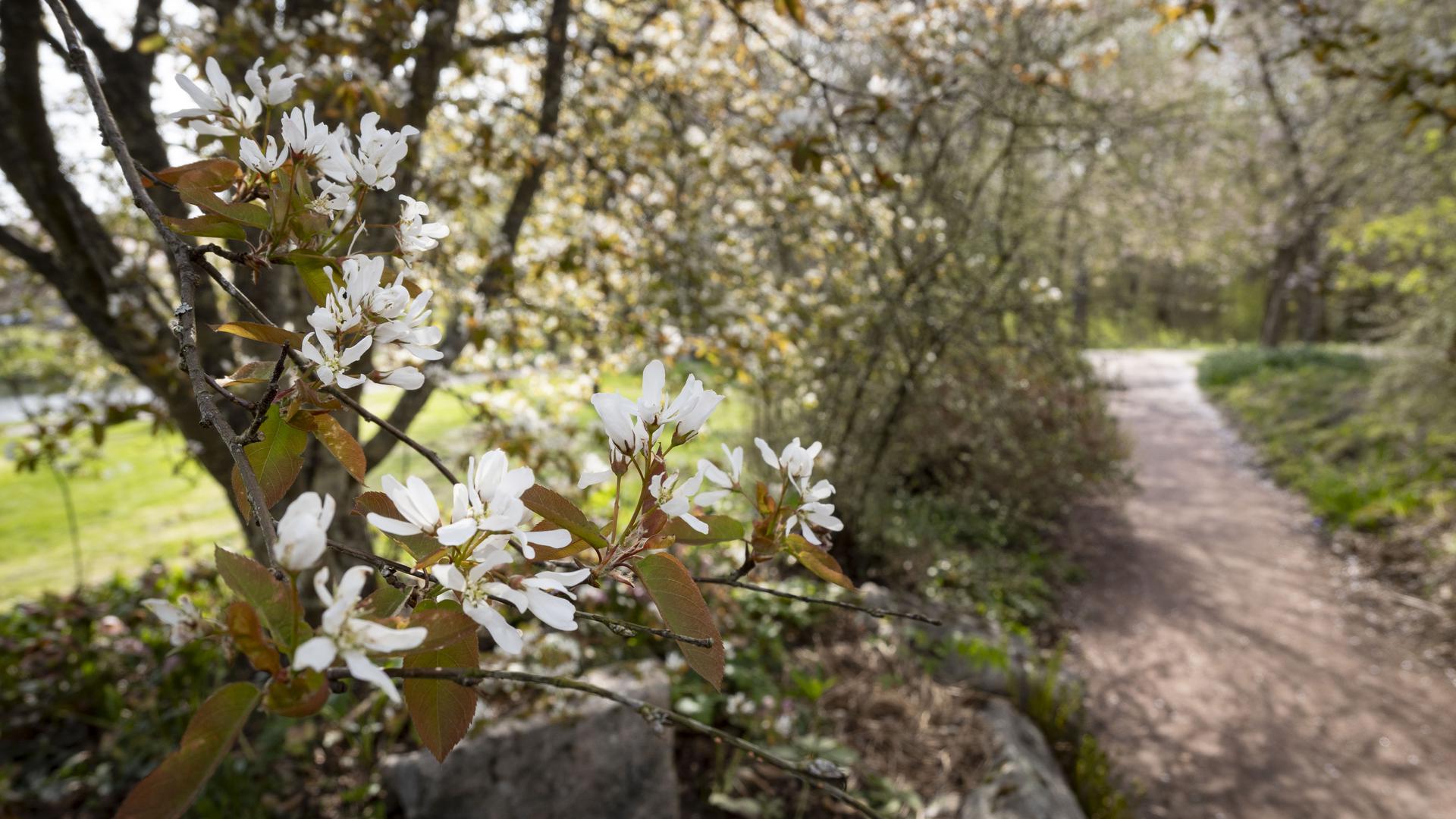 Körsbärsblom i Perennparken