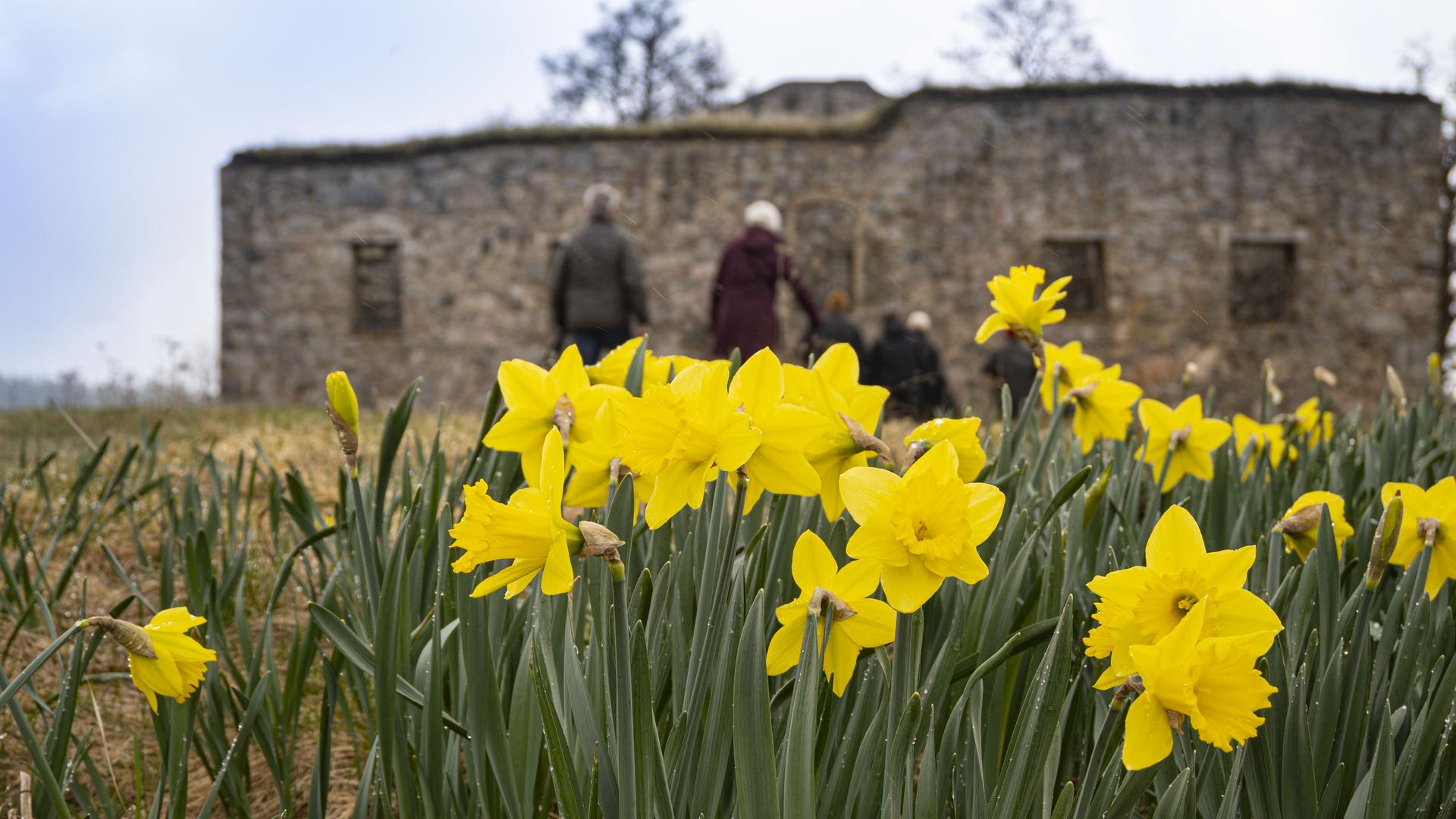 Påskliljor framför slottsruinen