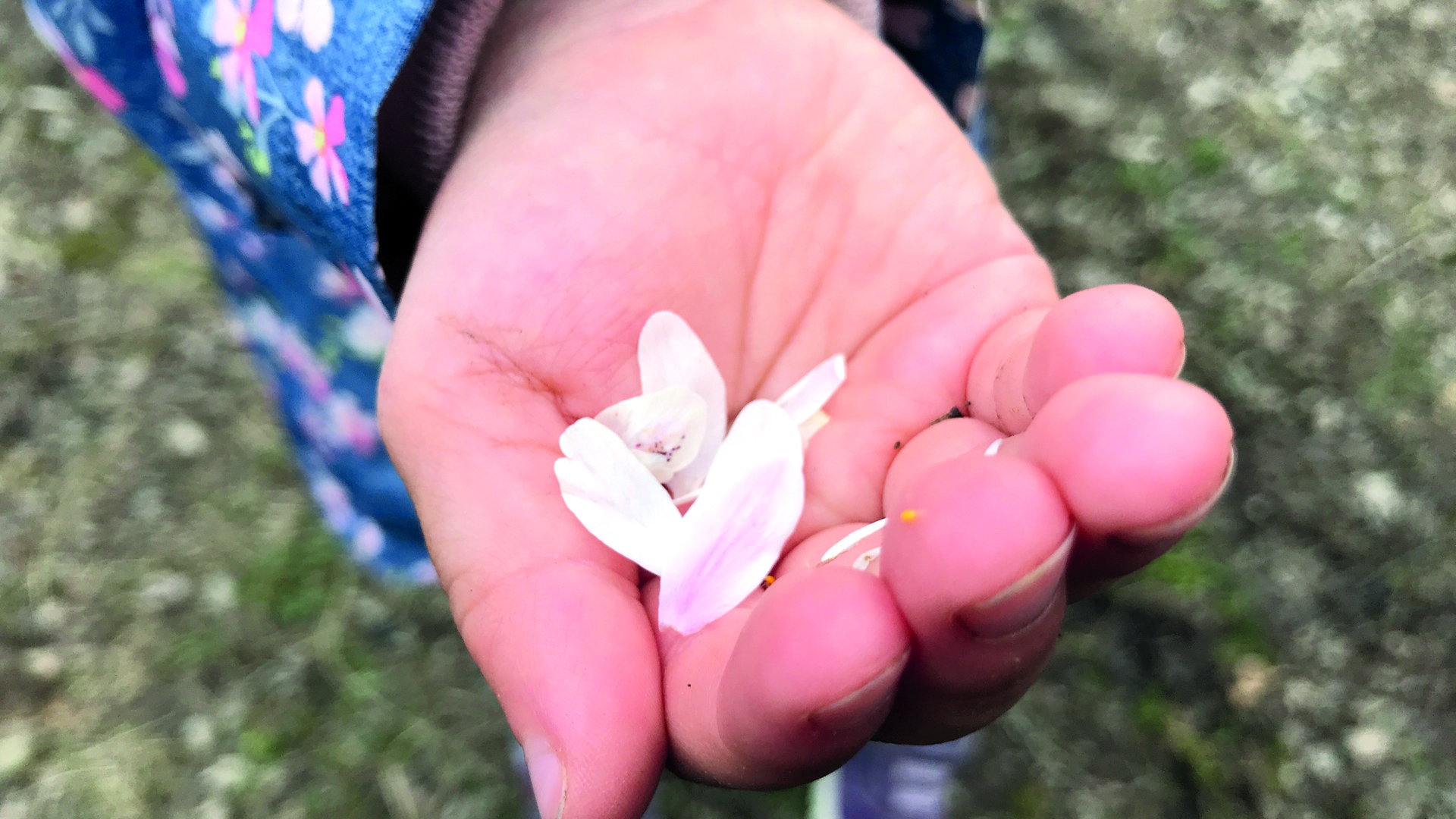 En barnhand med vita blomblad i mitten