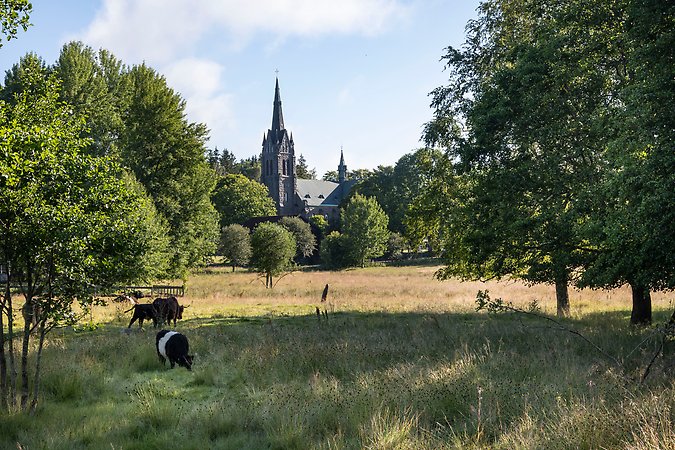 Hage med kor framför Vallsjö kyrka.